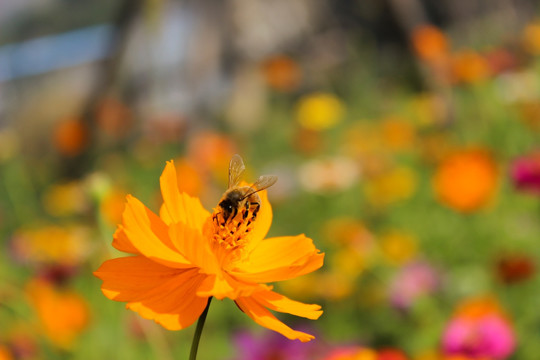 花丛中的小蜜蜂