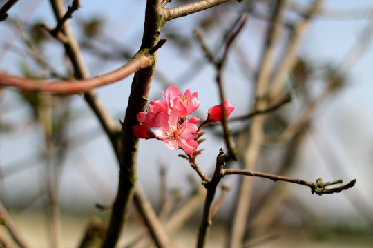 红花 桃花