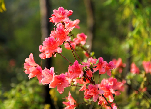 大河四渡粉红野杜鹃花