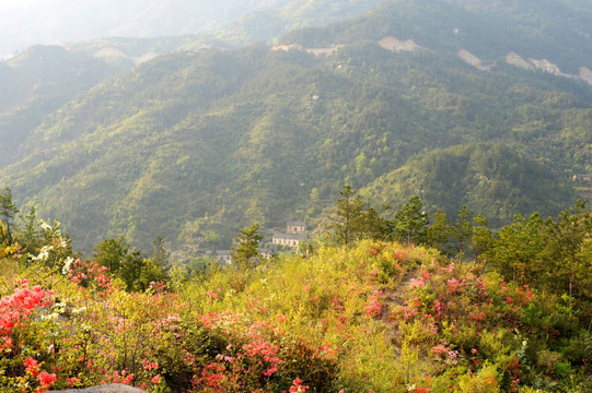 山乡野杜鹃花