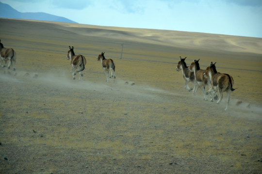 藏北风光 奔跑的藏野驴