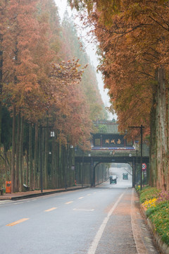 青城山公路彩林