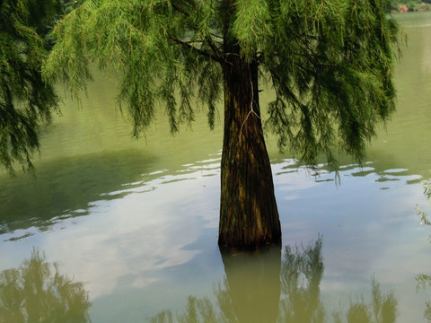 水中樹
