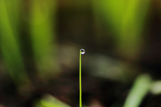 露珠 新芽 生命