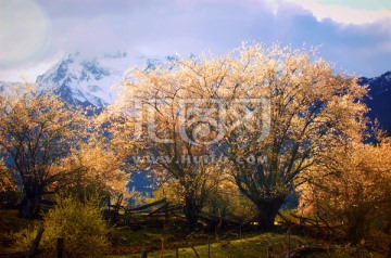 西藏雪山桃花