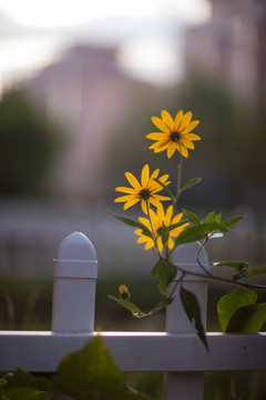 一丛菊芋花 竖片 竖构图