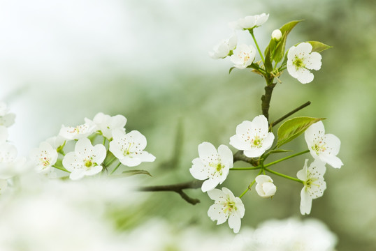 清新的梨花