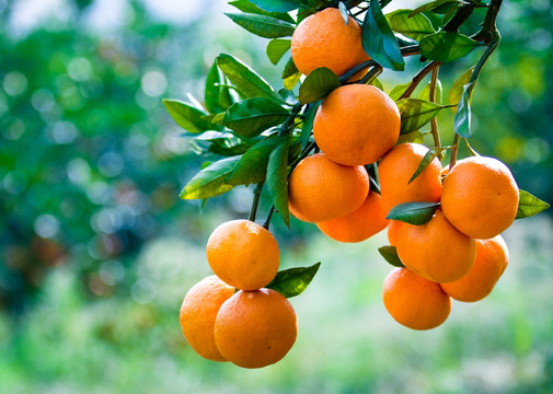 橘子 蜜桔 （高清）