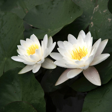 白色的睡莲 两朵莲花
