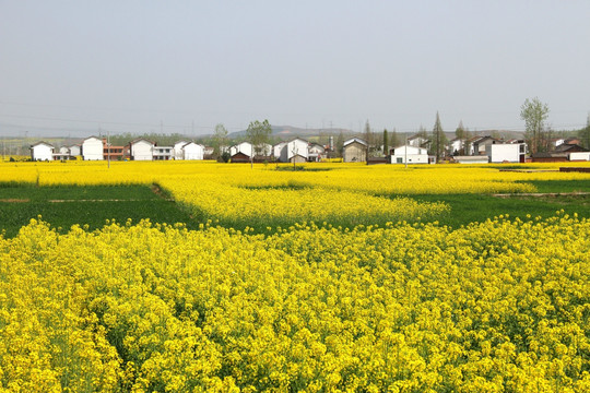 油菜花