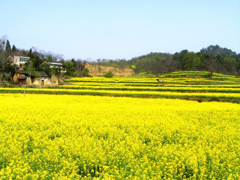 梯田