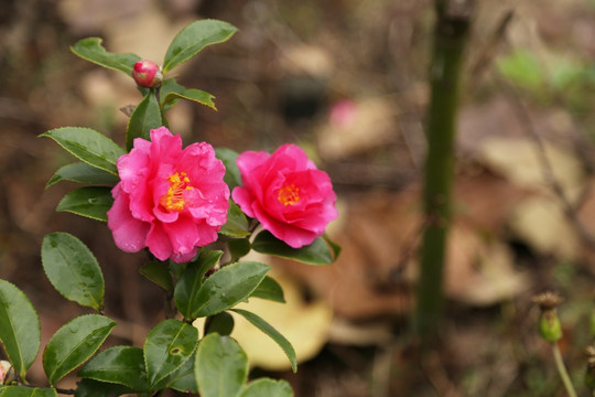 茶花