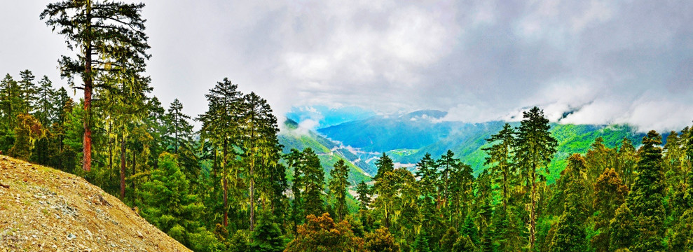 山巅松林峡谷遥望宽幅