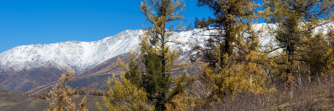 雪山 松树