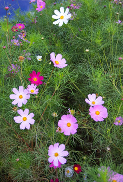 波斯菊 格桑花