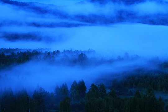 森林夜雾迷漫