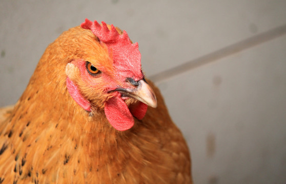动物摄影素材鸡
