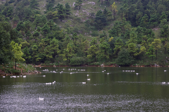 山谷养鸭场