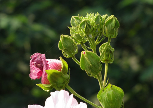 芙蓉花