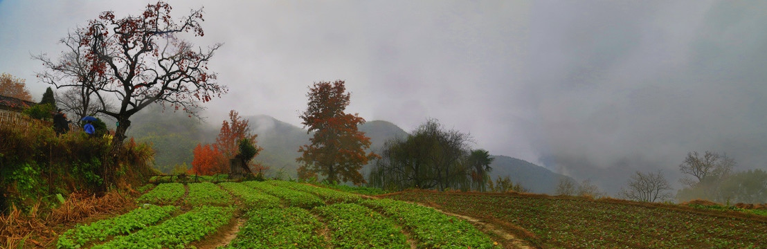 美丽的田野