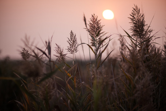 夕阳与芦苇花