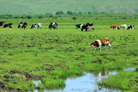 湿地牧场 牛群