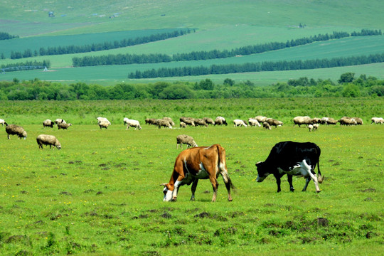 夏季的呼伦贝尔草原 牛群 牧场