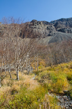 长白山 原始森林