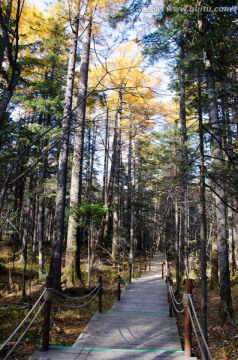 长白山 原始森林 观光道路