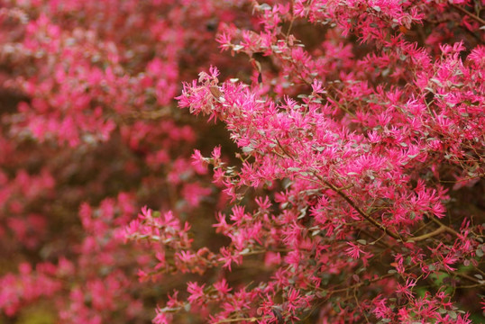 红花继木 红花檵木