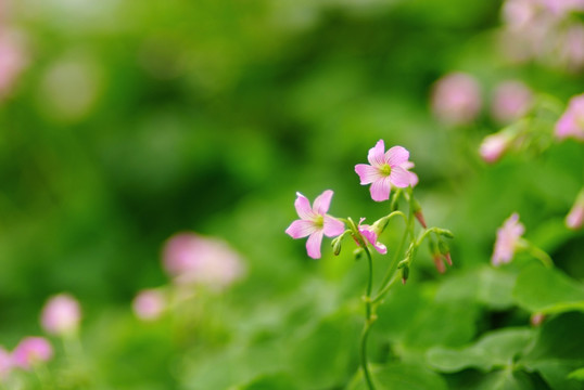 红花醡浆草