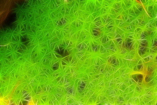 電腦畫 植物紋理