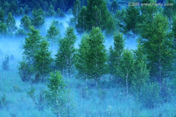 夜雾迷漫的松林