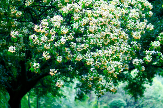 一树繁花