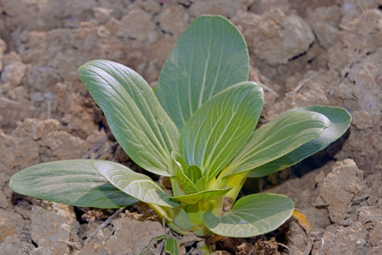 地里的小白菜