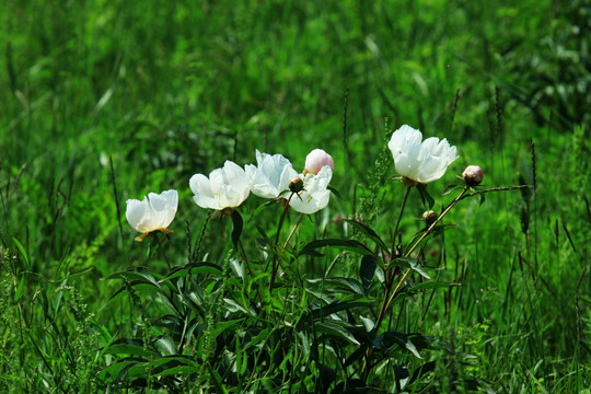 野生芍药花