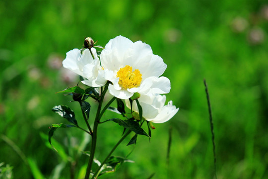 野生芍药花