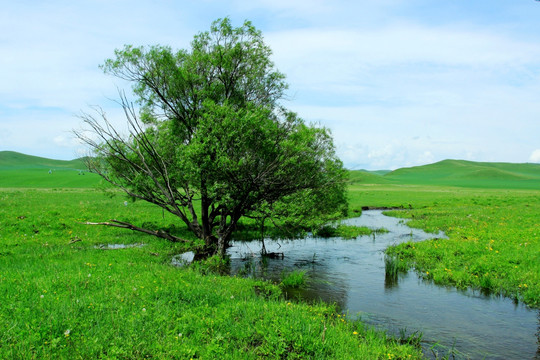 湿地 一棵树