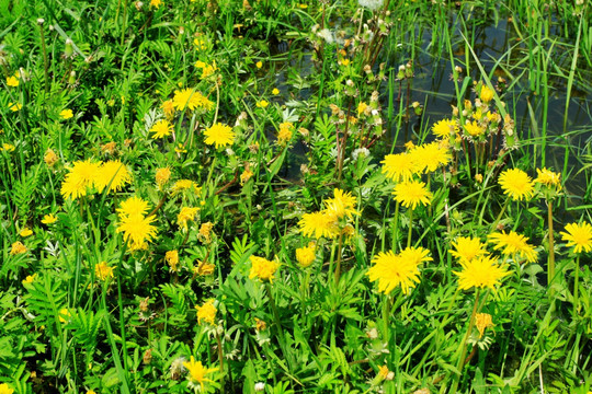 湿地里的蒲公英花