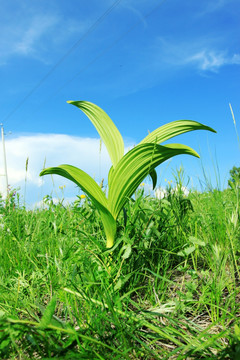 藜芦 野生植物 中药