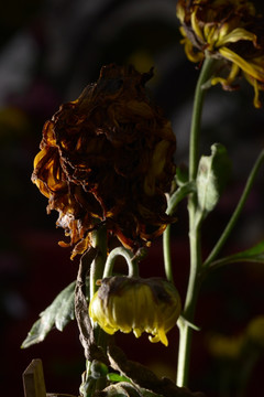 枯萎的菊花
