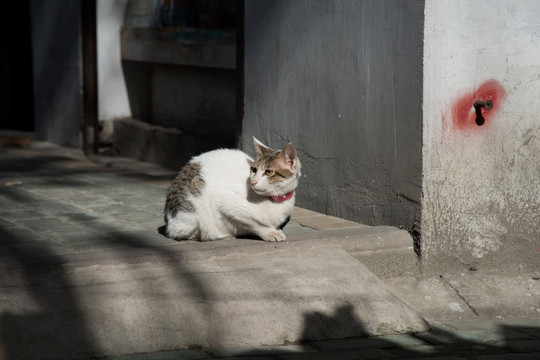 小花猫 横幅 jpg高清