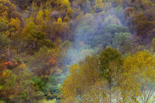 秋色树林 黄叶 红叶 彩林