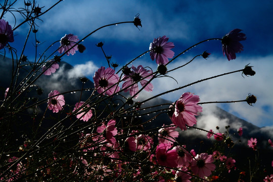 格桑花逆光