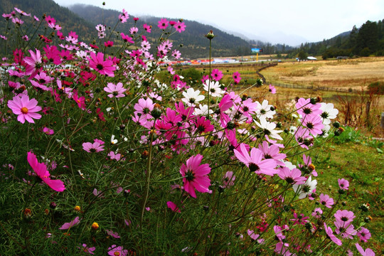 西藏格桑花