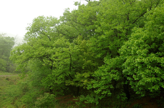 雨中绿树