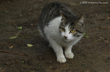 胆怯的花猫