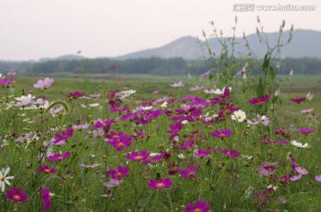 山野格桑花