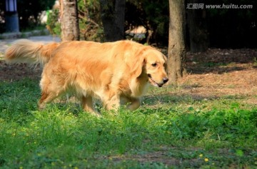 金毛犬