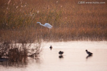 湿地芦苇荡中觅食的大白鹭